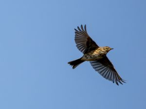 Meadow Pipit