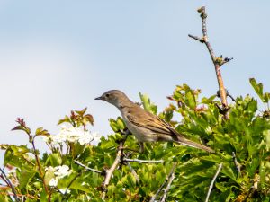 Whitethroat