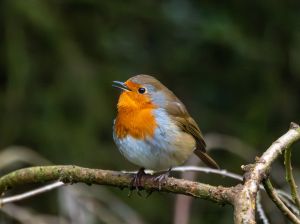 Robin