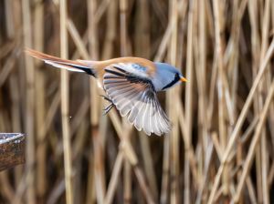 Bearded Tit