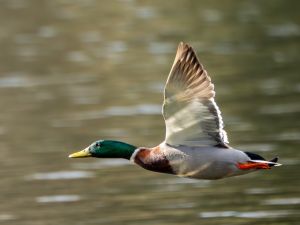 Mallard