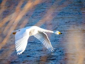 Whooper Swan