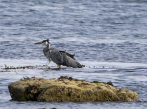 Grey Heron