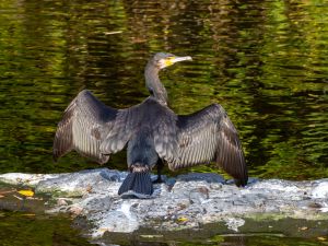 Cormorant