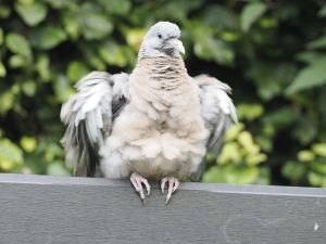 Woodpigeon
