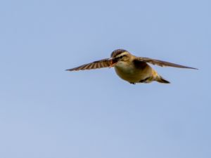 Sedge Warbler