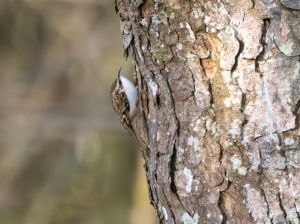 Treecreeper