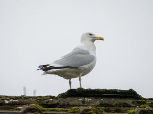 Herring Gull