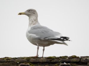 Herring Gull