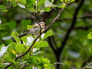 Chiffchaff