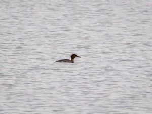 Red-breasted Merganser