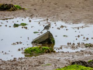 Pied Wagtail