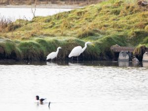 Great White Egret