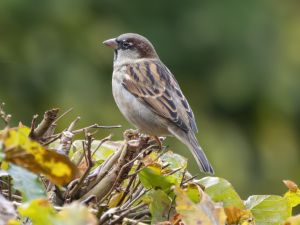 House Sparrow