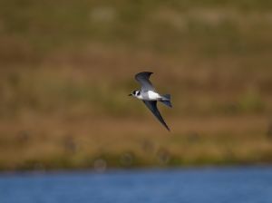 Black Tern