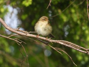Chiffchaff