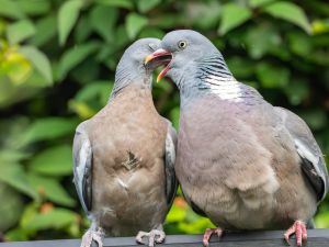 Woodpigeon
