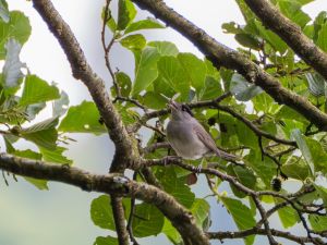 Blackcap