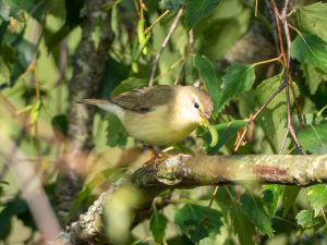 Willow Warbler