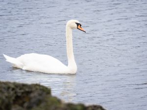 Mute Swan