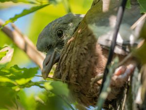Woodpigeon