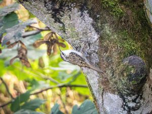 Treecreeper