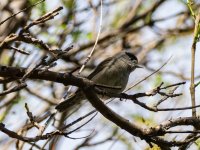 Blackcap-2_result