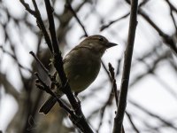 Chaffinch_result