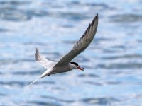 Common Tern
