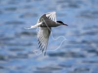 Common Tern