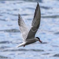 Common Tern