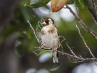 Goldfinch
