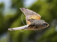 Kestrel