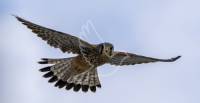Kestrel