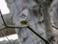 MadeiranFirecrest_result_copy_1