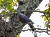 TrocazPigeon-2_result_copy_1