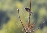 Reed Bunting