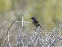 Stonechat