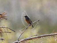 Stonechat