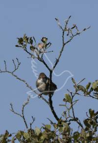 Whitethroat