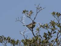 Whitethroat