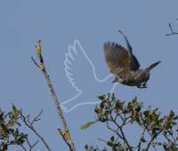 Whitethroat