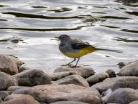 Grey Wagtail