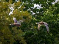 Mallard