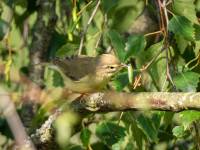 Willow Warbler