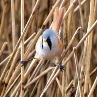 BeardedTit_square_result